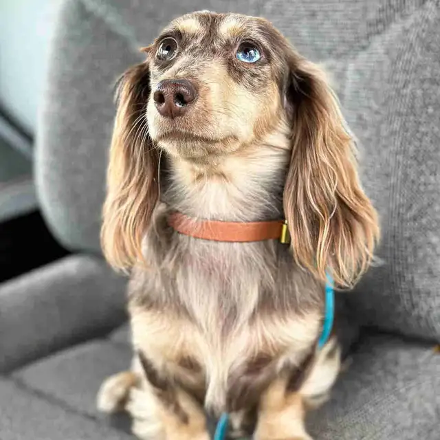 CKC reg. Miniature Long Haired Dachshund