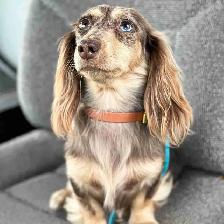 CKC reg. Miniature Long Haired Dachshund