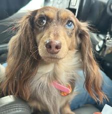 CKC reg. Miniature Long Haired Dachshund - Photo 2