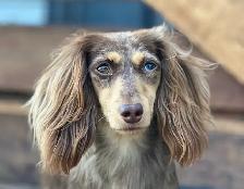 CKC reg. Miniature Long Haired Dachshund - Photo 3