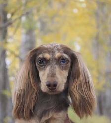 CKC reg. Miniature Long Haired Dachshund - Photo 4