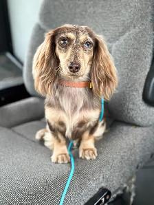 CKC reg. Miniature Long Haired Dachshund - Photo 5