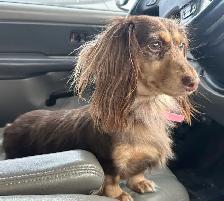 CKC reg. Miniature Long Haired Dachshund - Photo 6