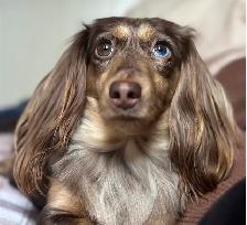 CKC reg. Miniature Long Haired Dachshund - Photo 7