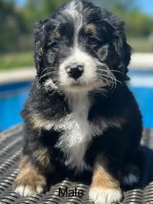 bernedoodles