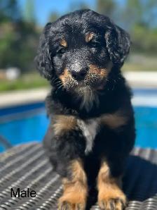 bernedoodles - Photo 2