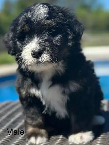 bernedoodles - Photo 3