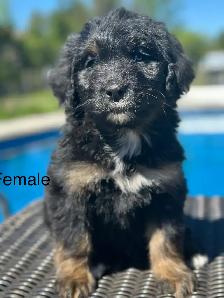 bernedoodles - Photo 4