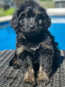 bernedoodles - Photo 5