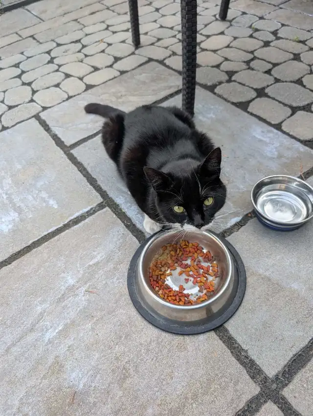 abandoned cat