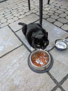abandoned cat
