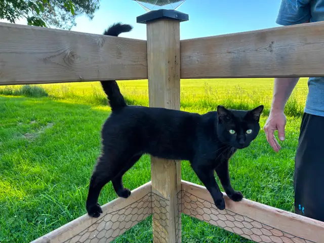 Finding a home for a male cat.