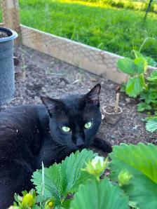 Finding a home for a male cat. - Photo 2