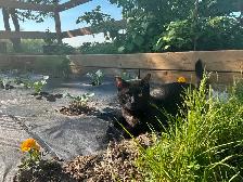 Finding a home for a male cat. - Photo 3