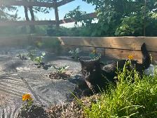 Finding a home for a male cat. - Photo 4