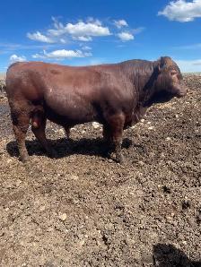 South Devon Bull