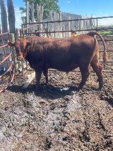 South Devon Bull - Photo 2