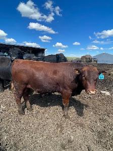 South Devon Bull - Photo 3