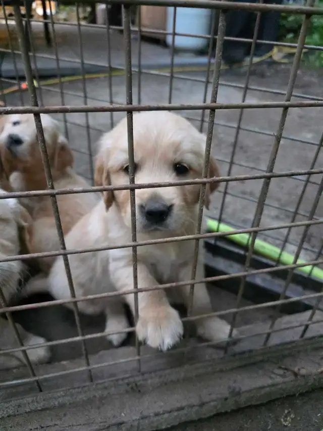 Chiots Golden Retriever