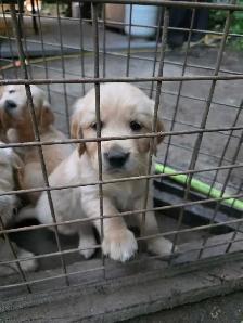 Chiots Golden Retriever