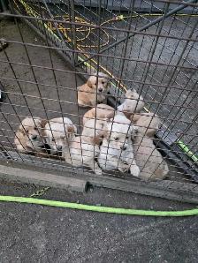 Chiots Golden Retriever - Photo 2