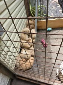 Chiots Golden Retriever - Photo 3