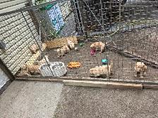 Chiots Golden Retriever - Photo 4