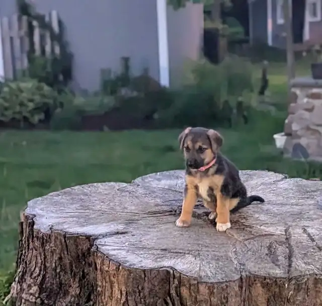 German Shepherd × Beagle Puppies