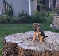 German Shepherd × Beagle Puppies