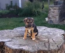 German Shepherd × Beagle Puppies - Photo 2