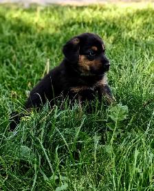 German Shepherd × Beagle Puppies - Photo 3