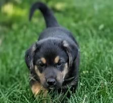 German Shepherd × Beagle Puppies - Photo 4