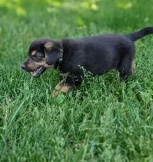 German Shepherd × Beagle Puppies - Photo 5