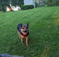 German Shepherd × Beagle Puppies - Photo 6