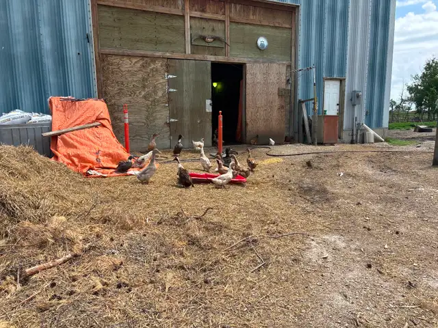 Ducks for sale