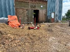 Ducks for sale