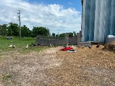 Ducks for sale - Photo 2