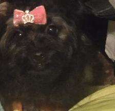 Chiots caniches toys x shi tzu f   m
