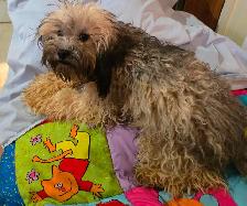 Chiots caniches toys x shi tzu f   m - Photo 2