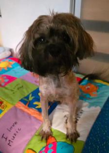 Chiots caniches toys x shi tzu f   m - Photo 3