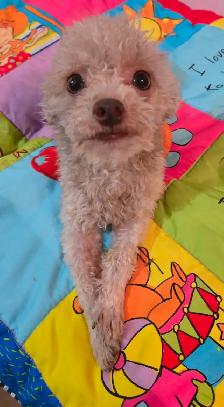 Chiots caniches toys x shi tzu f   m - Photo 4