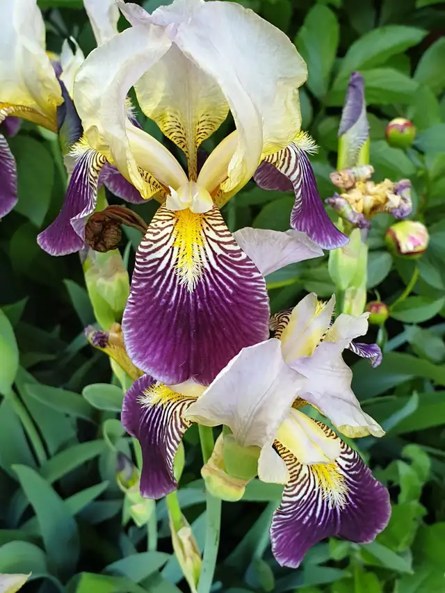 Orchid Iris Blooming Plant Perennial Winter