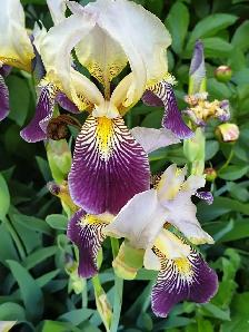 Orchid Iris Blooming Plant Perennial Winter