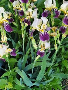 Orchid Iris Blooming Plant Perennial Winter - Photo 2
