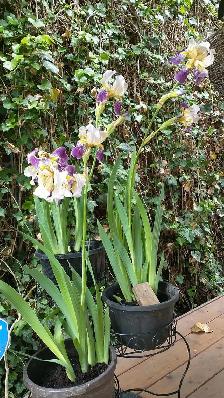 Orchid Iris Blooming Plant Perennial Winter - Photo 4
