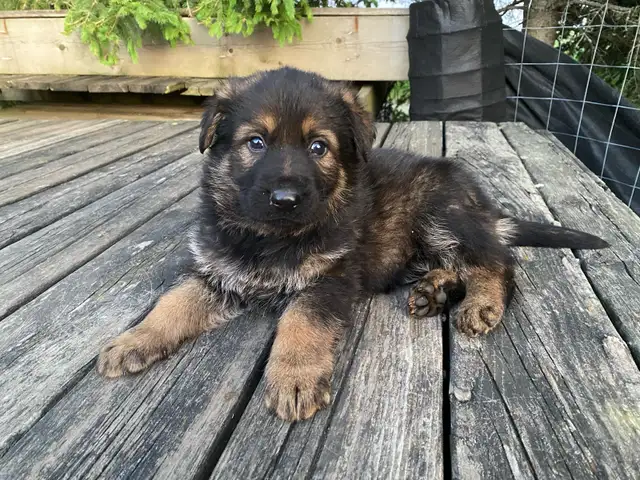 GERMAN SHEPHERD FEMALE PUPPY $950 EUROPEAN