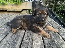 GERMAN SHEPHERD FEMALE PUPPY $950 EUROPEAN - Photo 2