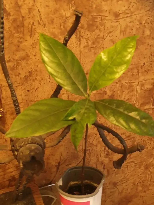Jackfruit Indoor Tree x Bonsai Jack Fruit plant