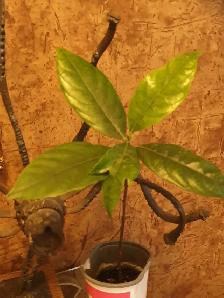 Jackfruit Indoor Tree x Bonsai Jack Fruit plant