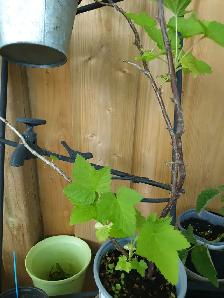 Black Currant fruit plant Great leaves for tea Great producer - Photo 2
